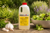 Original Willert's Knoblauch Salat-Traum